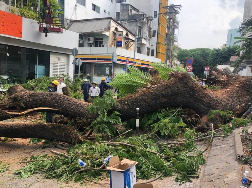 tphcm cay xanh ben trong san truong bat ngo bat goc it nhat 5 nguoi bi thuong dspl 3 tphcm cay xanh ben trong san truong bat ngo bat goc it nhat 5 nguoi bi thuong dspl 3
