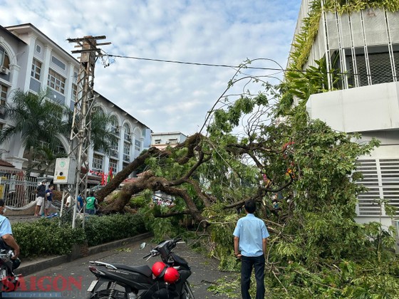 tphcm cay xanh ben trong san truong bat ngo bat goc it nhat 5 nguoi bi thuong dspl 4 tphcm cay xanh ben trong san truong bat ngo bat goc it nhat 5 nguoi bi thuong dspl 4