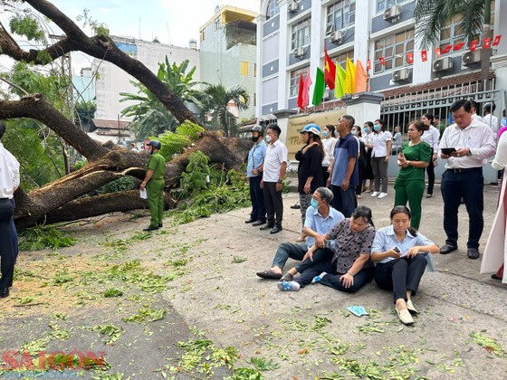 tphcm cay xanh ben trong san truong bat ngo bat goc it nhat 5 nguoi bi thuong dspl 5 tphcm cay xanh ben trong san truong bat ngo bat goc it nhat 5 nguoi bi thuong dspl 5