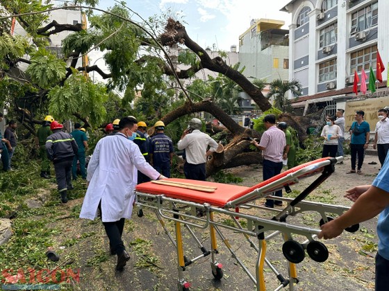 tphcm cay xanh ben trong san truong bat ngo bat goc it nhat 5 nguoi bi thuong dspl 6 tphcm cay xanh ben trong san truong bat ngo bat goc it nhat 5 nguoi bi thuong dspl 6