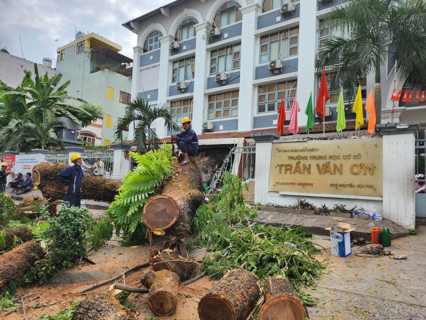 vu cay xanh bat goc trong truong hoc o tphcm suc khoe cua 6 nguoi bi thuong vu cay xanh bat goc trong truong hoc o tphcm suc khoe cua 6 nguoi bi thuong