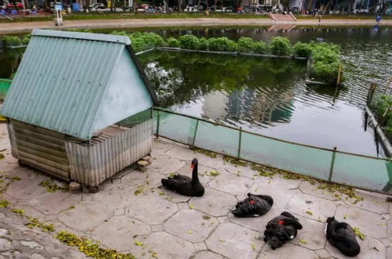 dan thien nga dau tien duoc ha noi thi diem nuoi o ho thien quang gio ra sao dspl 1