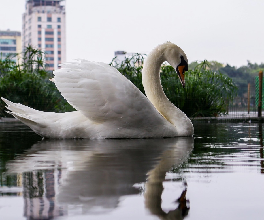 dan thien nga dau tien duoc ha noi thi diem nuoi o ho thien quang gio ra sao dspl 3