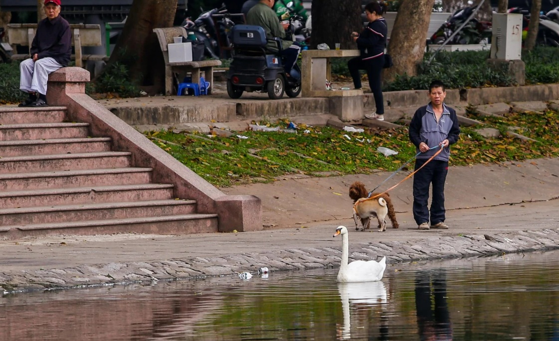 dan thien nga dau tien duoc ha noi thi diem nuoi o ho thien quang gio ra sao dspl 5