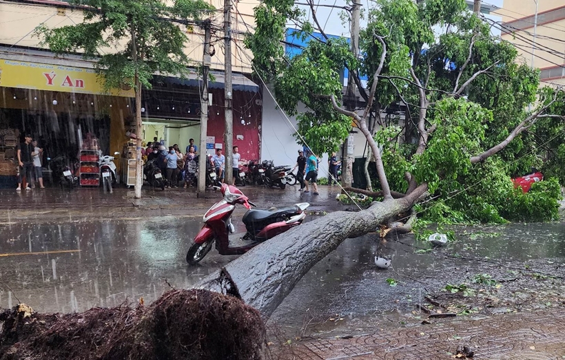 cay xanh do de mot nguoi phu nu dang di xe may bi thuong nang cay xanh do de mot nguoi phu nu dang di xe may bi thuong nang