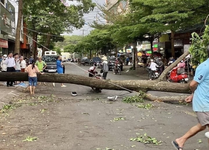 cay xanh bat goc de nguoi phu nu di duong o dak lak cay xanh bat goc de nguoi phu nu di duong o dak lak