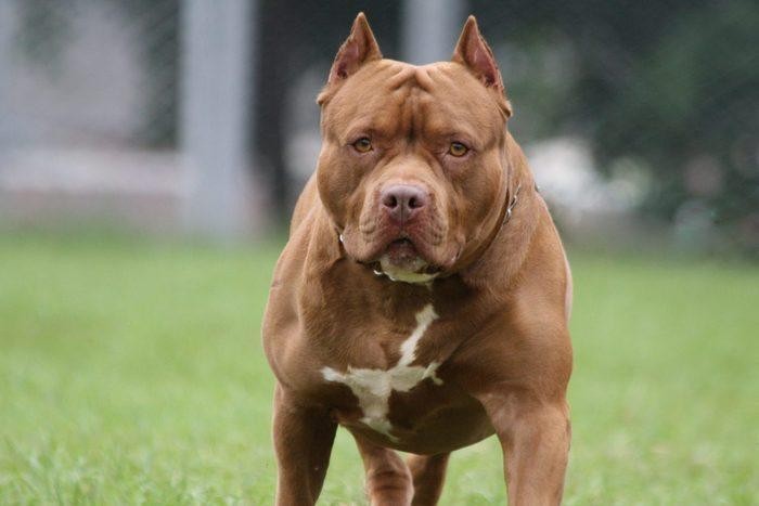 bo nong nghiep len tieng ve de xuat cam nuoi cho du pitbull bo nong nghiep len tieng ve de xuat cam nuoi cho du pitbull