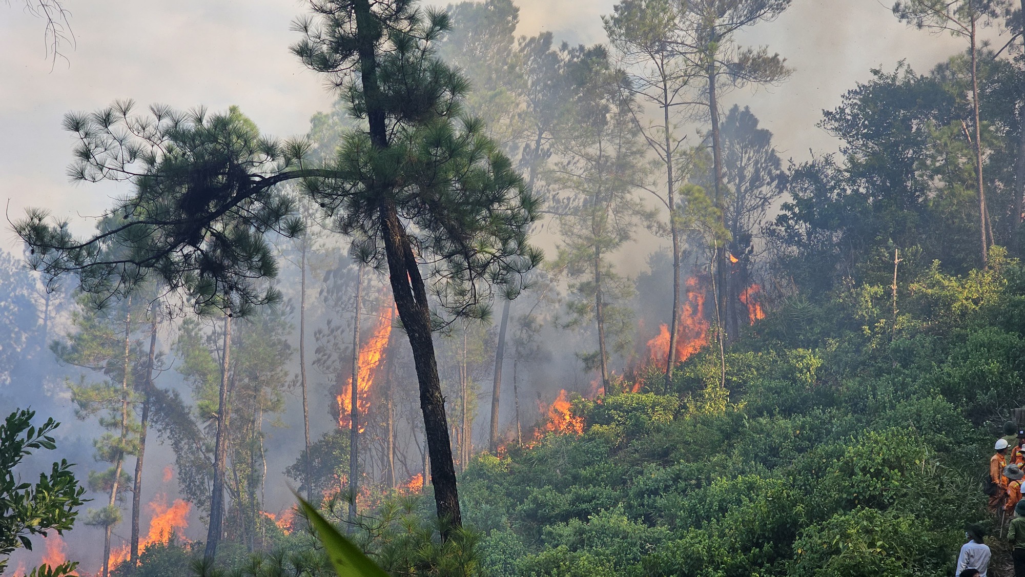 thua thien hue rung thong duoi duong day dien cao the chay du doi 3