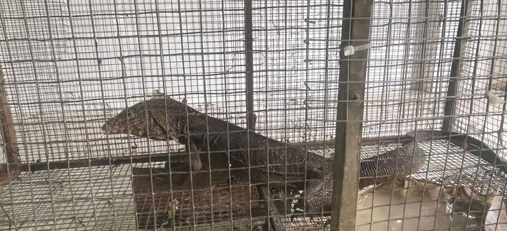 ba ria vung tau 2 vo chong bi phat 576 trieu vi mua ban dong vat rung ba ria vung tau 2 vo chong bi phat 576 trieu vi mua ban dong vat rung