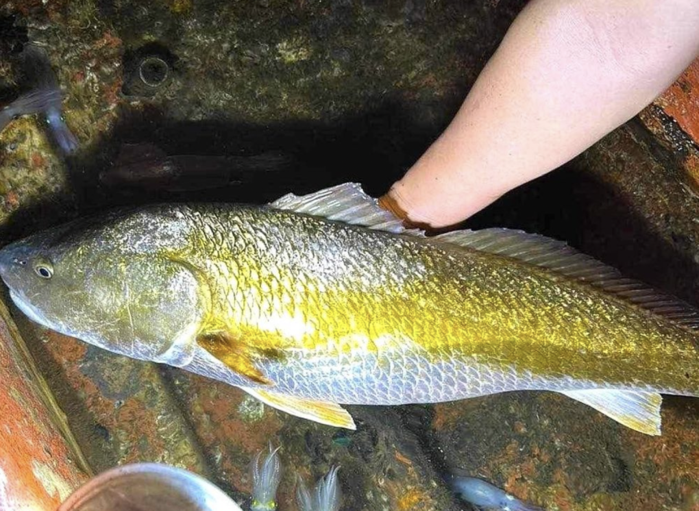 tin thoi su nong moi nhat ngay 492023 ngu dan nghe an bat duoc ca nghi su vang nang 6kg tin thoi su nong moi nhat ngay 492023 ngu dan nghe an bat duoc ca nghi su vang nang 6kg