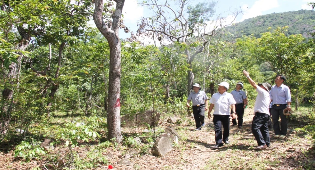 khan truong dieu tra vu dau doc 200 cay rung tu nhien o ninh thuan