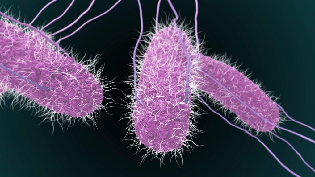 vu ngo doc hang loat sau tiec trung thu tim thay vi khuan salmonella vu ngo doc hang loat sau tiec trung thu tim thay vi khuan salmonella