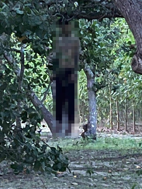 vu nguoi dan ong treo co chet tren canh dao dspl