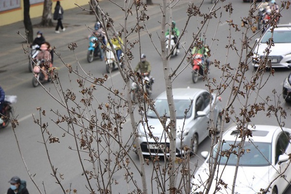 ha noi danh chuyen hon 200 cay phong la do do khong hop khi hau dspl