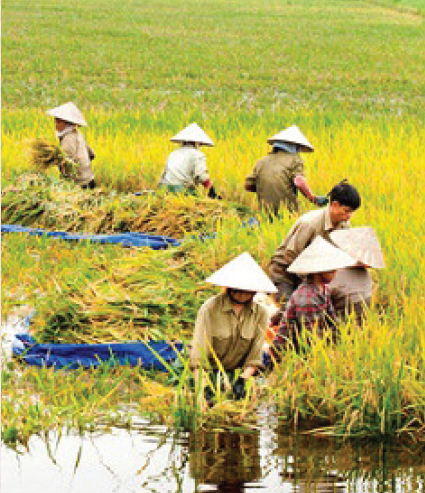 ban linh viet nam dspl 2 ban linh viet nam dspl 2