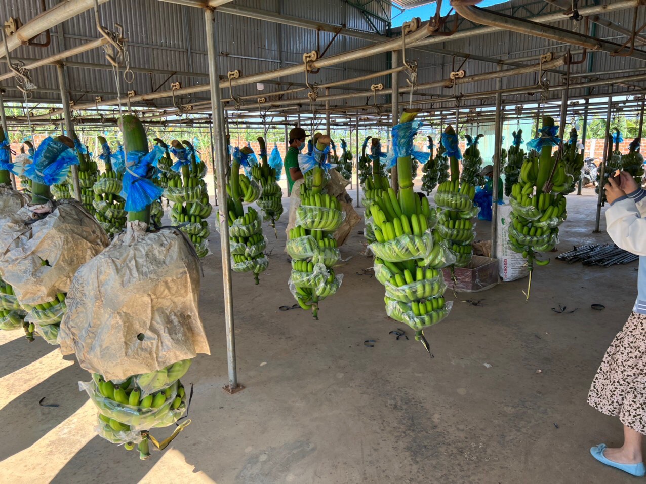 co phieu hag bi huy niem yet co dong khoi kien duoc khong dspl co phieu hag bi huy niem yet co dong khoi kien duoc khong dspl