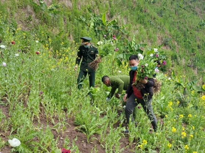 vao tan nui sau trong hon 3000 cay thuoc phien dspl vao tan nui sau trong hon 3000 cay thuoc phien dspl