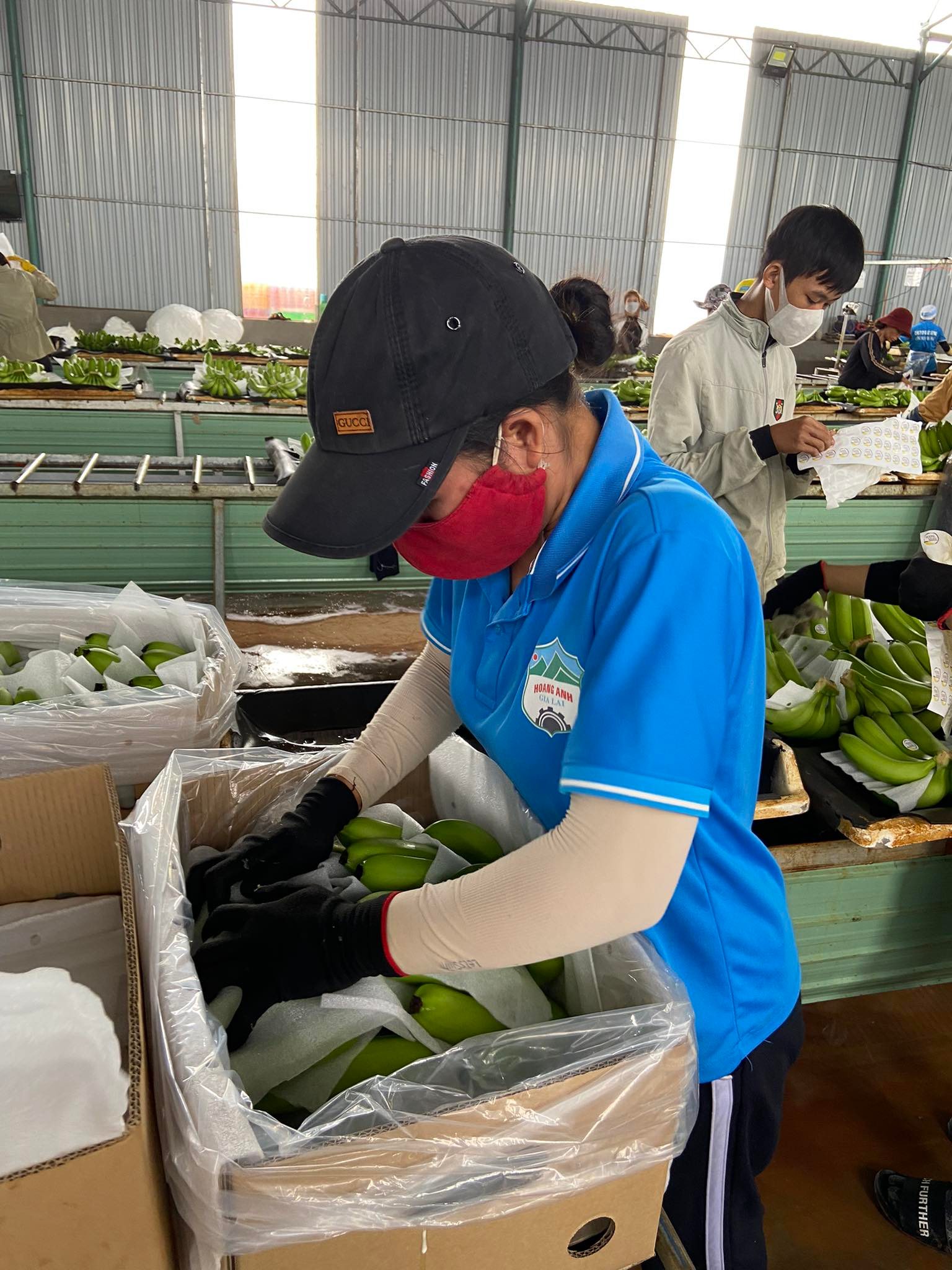 ben trong trang trai nghin ha trong chuoi cua tap doan hoang anh gia lai dspl 10 ben trong trang trai nghin ha trong chuoi cua tap doan hoang anh gia lai dspl 10