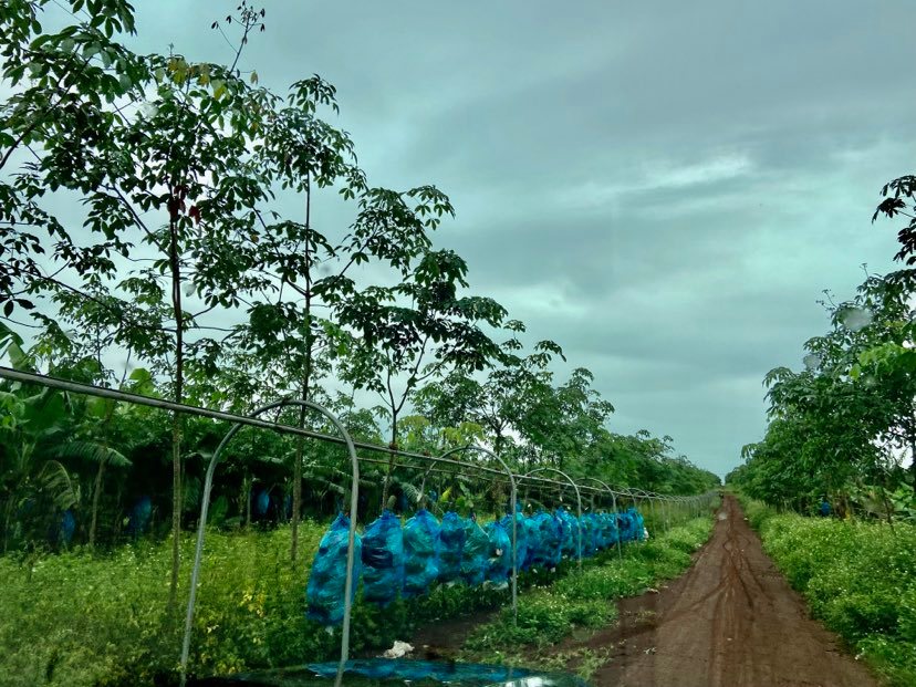 ben trong trang trai nghin ha trong chuoi cua tap doan hoang anh gia lai dspl 4 ben trong trang trai nghin ha trong chuoi cua tap doan hoang anh gia lai dspl 4