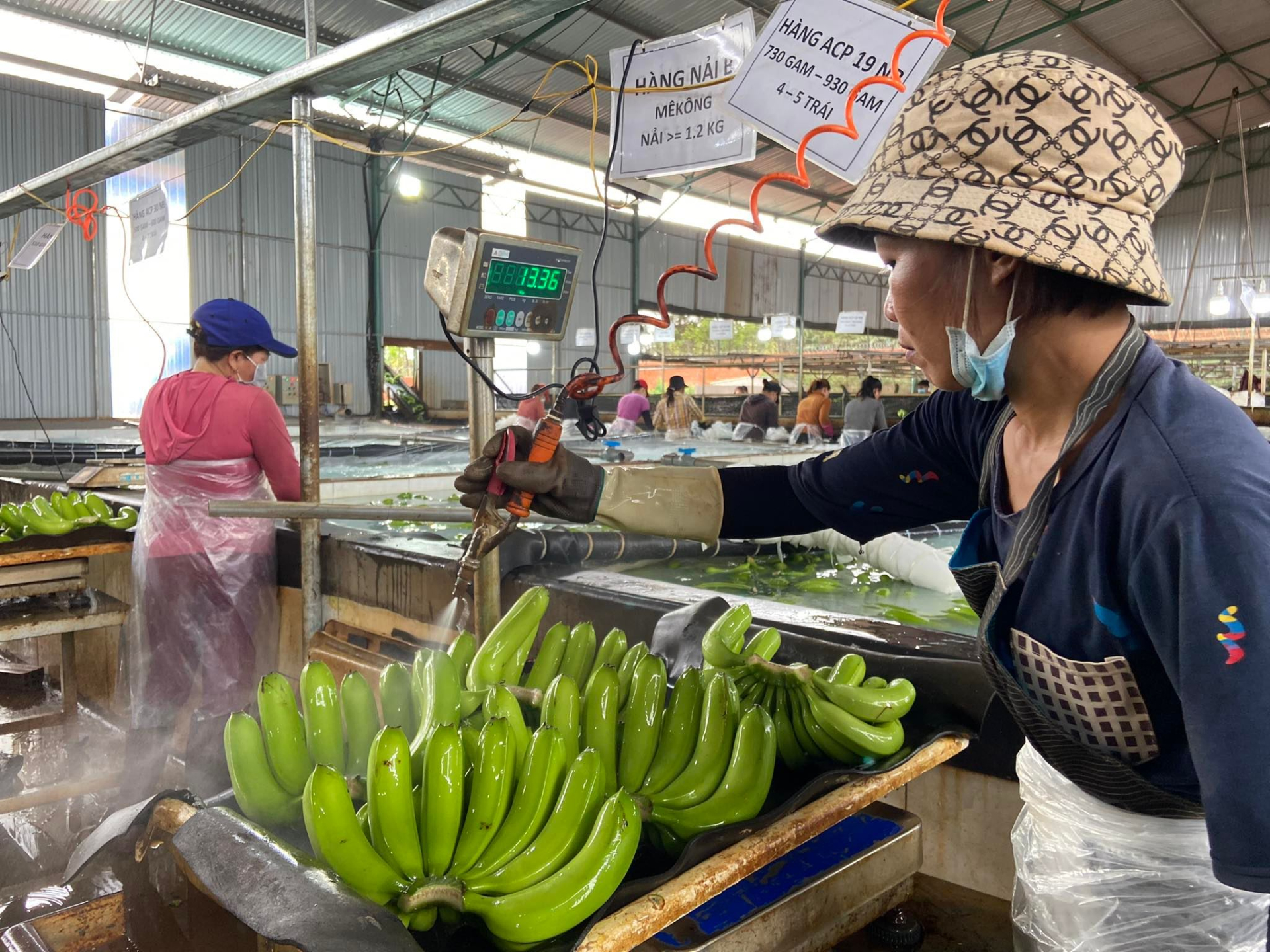 ben trong trang trai nghin ha trong chuoi cua tap doan hoang anh gia lai dspl 8 ben trong trang trai nghin ha trong chuoi cua tap doan hoang anh gia lai dspl 8