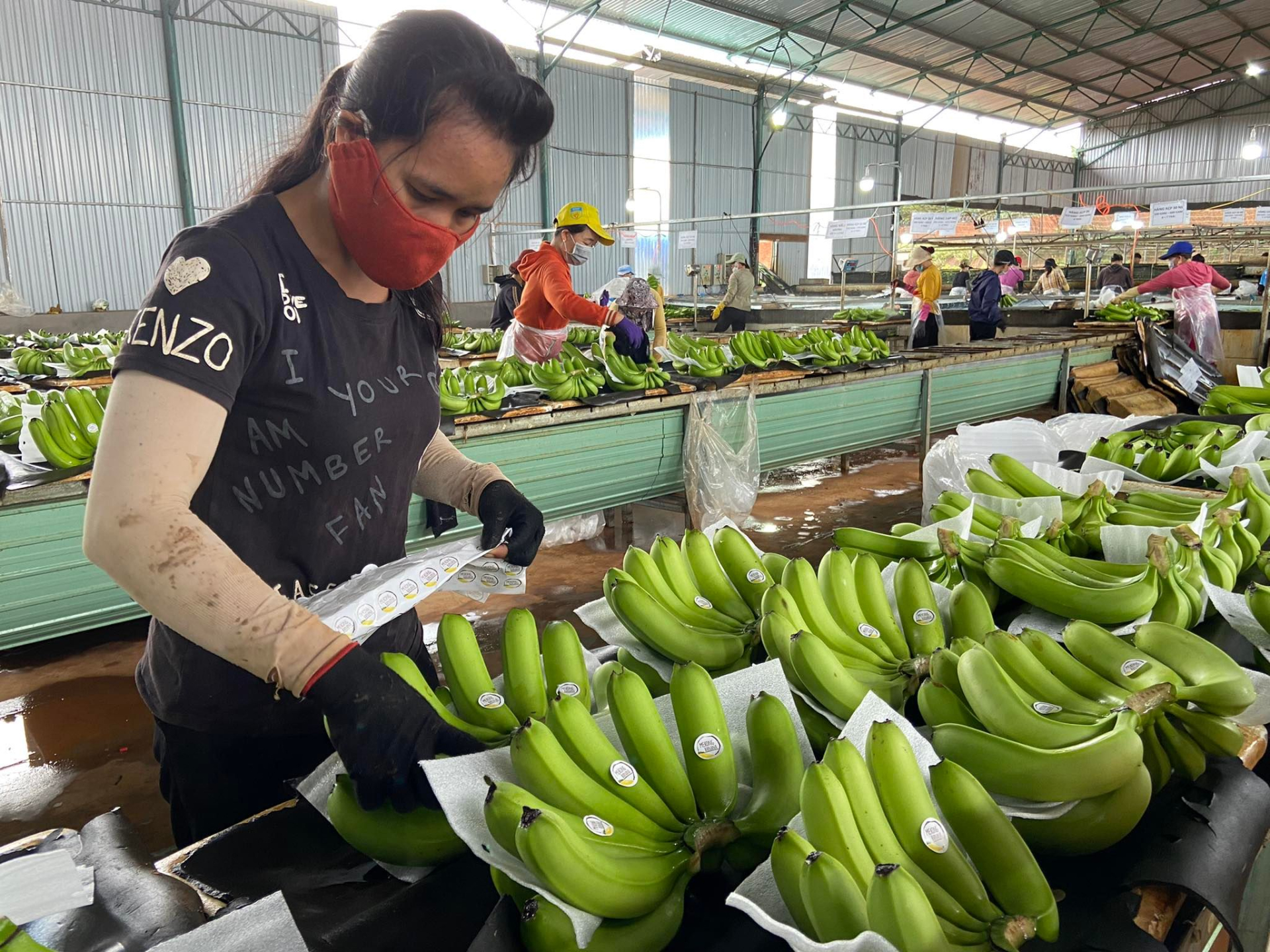 ben trong trang trai nghin ha trong chuoi cua tap doan hoang anh gia lai dspl 9 ben trong trang trai nghin ha trong chuoi cua tap doan hoang anh gia lai dspl 9