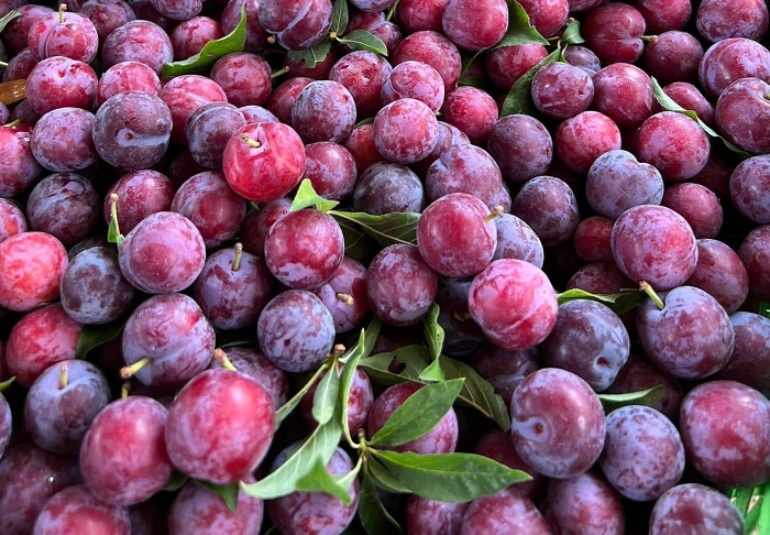 man cherry gia re sieu dat khach man cherry gia re sieu dat khach