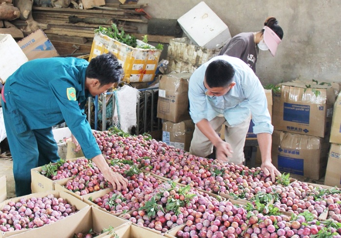 dua man son la vao suat an hang khong viet nam