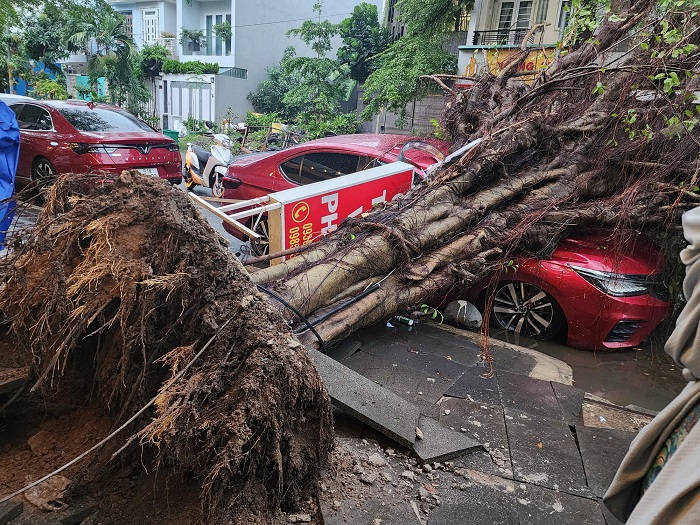 tp hcm cay si cao hon 20m bat goc trong con mua de bep o to 4 cho