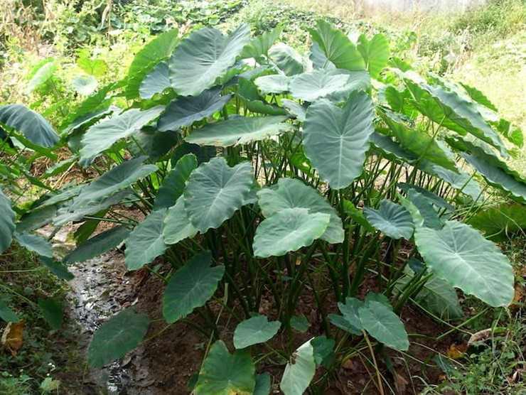 loai cay chi hai cho lon an bong len doi thanh dac san dat do1 loai cay chi hai cho lon an bong len doi thanh dac san dat do1