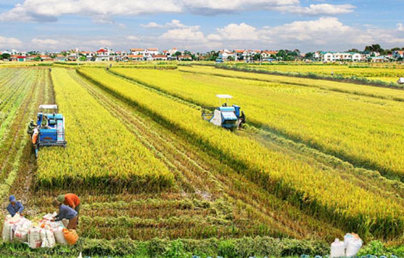 nguon cung luong thuc du tru quoc gia san sang ung pho kip thoi tinh huong cap bach2 nguon cung luong thuc du tru quoc gia san sang ung pho kip thoi tinh huong cap bach2