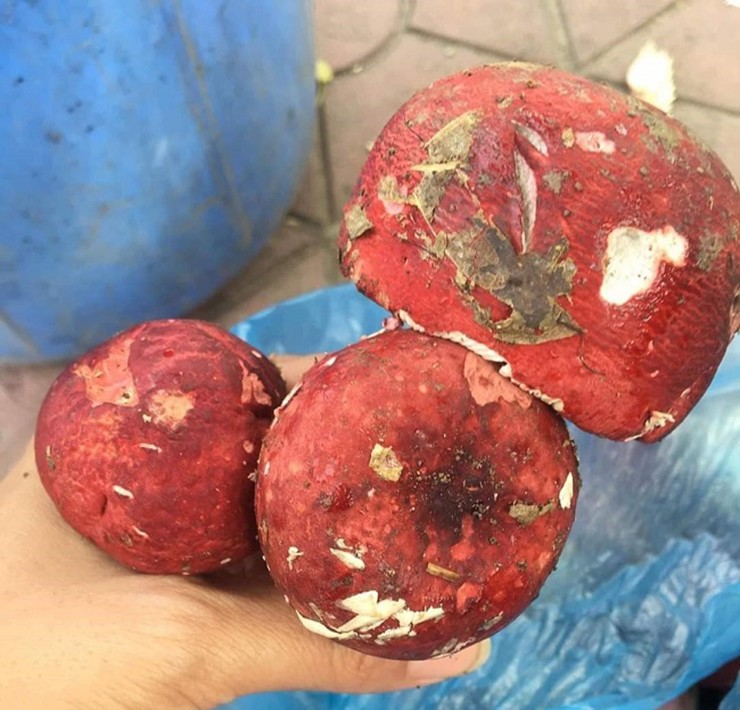 can canh loai nam o tay bac duoc vi nhu vang do chi moc vao ban dem 2