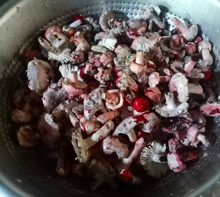 can canh loai nam o tay bac duoc vi nhu vang do chi moc vao ban dem 4