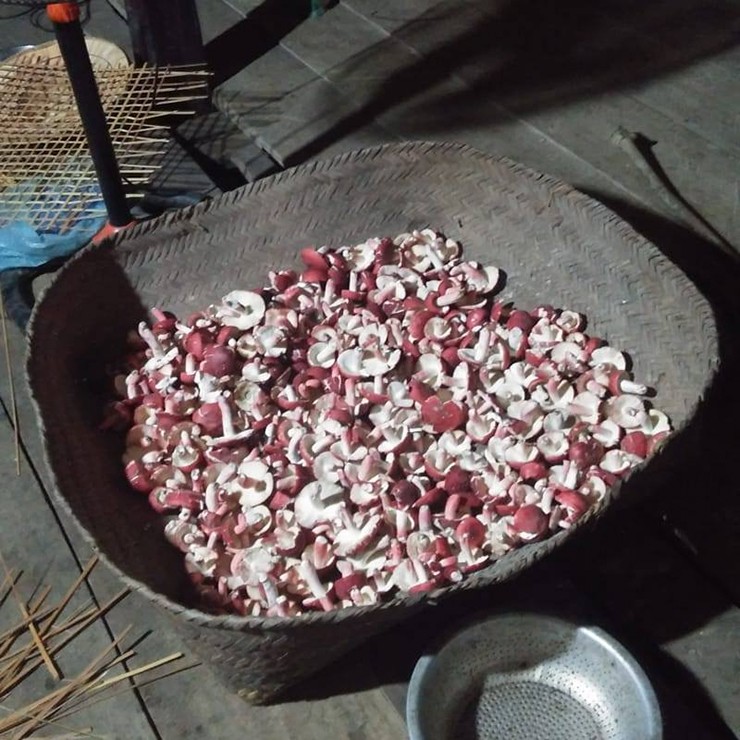 can canh loai nam o tay bac duoc vi nhu vang do chi moc vao ban dem 6