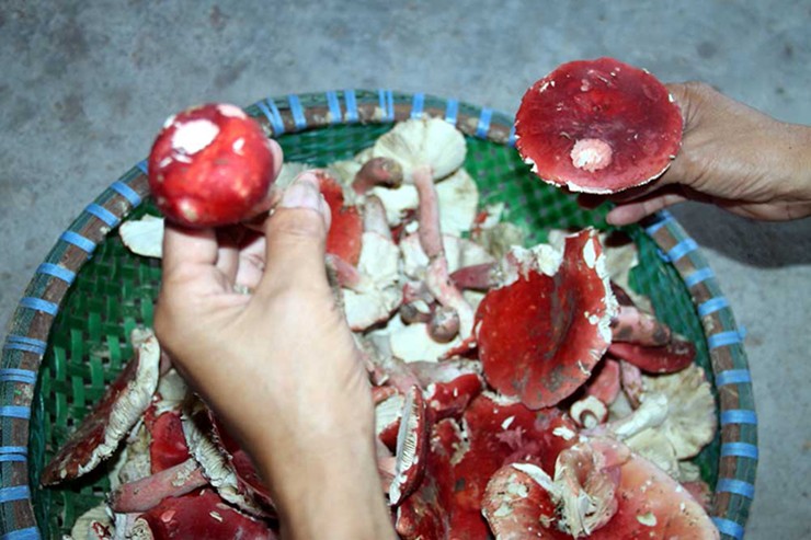can canh loai nam o tay bac duoc vi nhu vang do chi moc vao ban dem 8