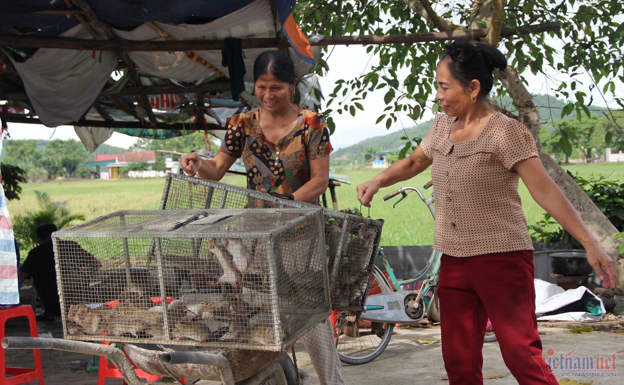 di san loai vat la dac san dong que nay nguoi dan nghe an kiem tien trieu moi ngay 2 di san loai vat la dac san dong que nay nguoi dan nghe an kiem tien trieu moi ngay 2