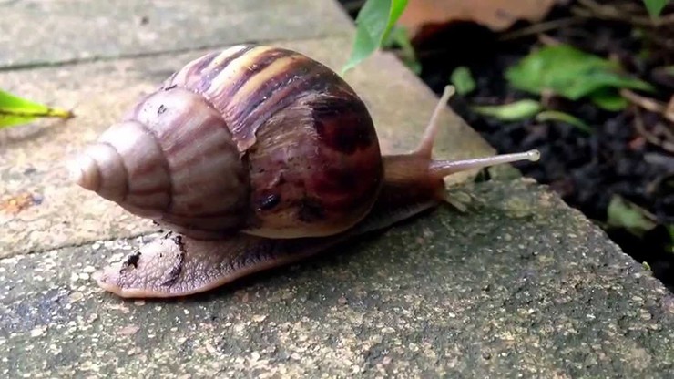 loai vat khong phai an cung dam an o viet nam lai la dac san dat do o troi tay 3