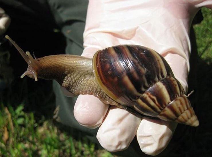 loai vat khong phai an cung dam an o viet nam lai la dac san dat do o troi tay 4