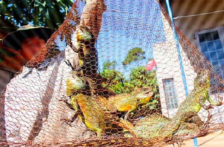 loai bo sat xu xi dang so lai la dac san gia 400 000 dong kg 2