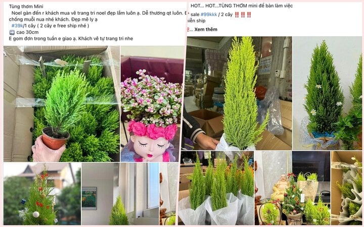 tung thom mini cay thong nhap khau gia re hut khach mua giang sinh 1 tung thom mini cay thong nhap khau gia re hut khach mua giang sinh 1