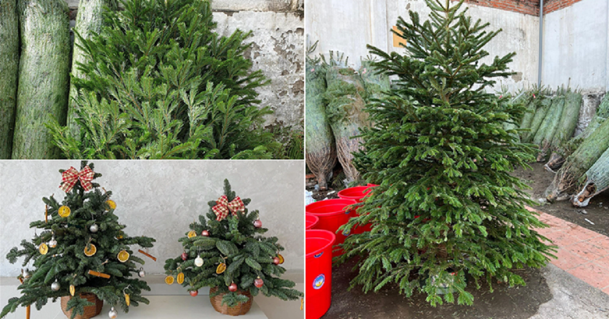 thong tuoi nhap khau tien trieu dat khach dip giang sinh1