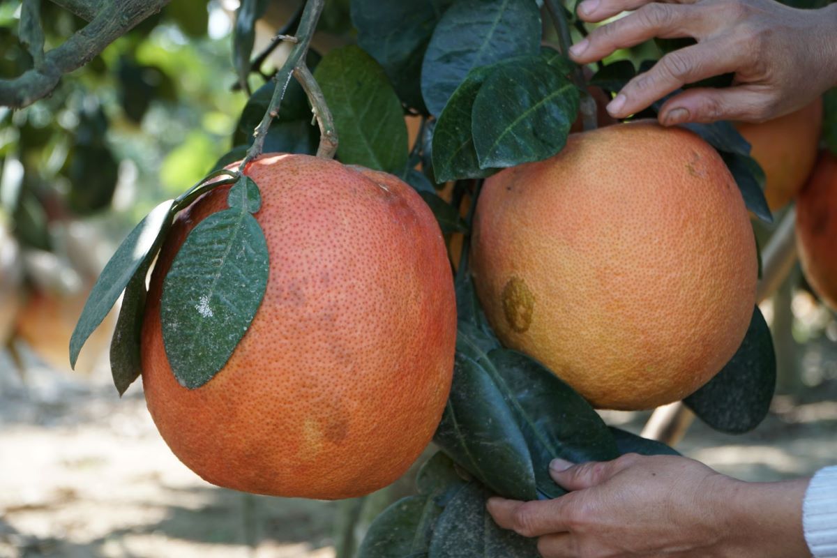 buoi do tien vua nuc tieng xu thanh hut khach dip can tet nguyen dan 2 buoi do tien vua nuc tieng xu thanh hut khach dip can tet nguyen dan 2