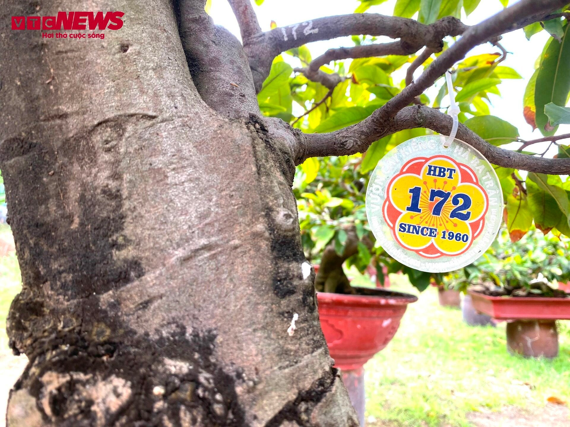 mai vang buoi dien nhon nhip ra bac vao nam phuc vu khach choi tet nguyen dan 2024 4 mai vang buoi dien nhon nhip ra bac vao nam phuc vu khach choi tet nguyen dan 2024 4