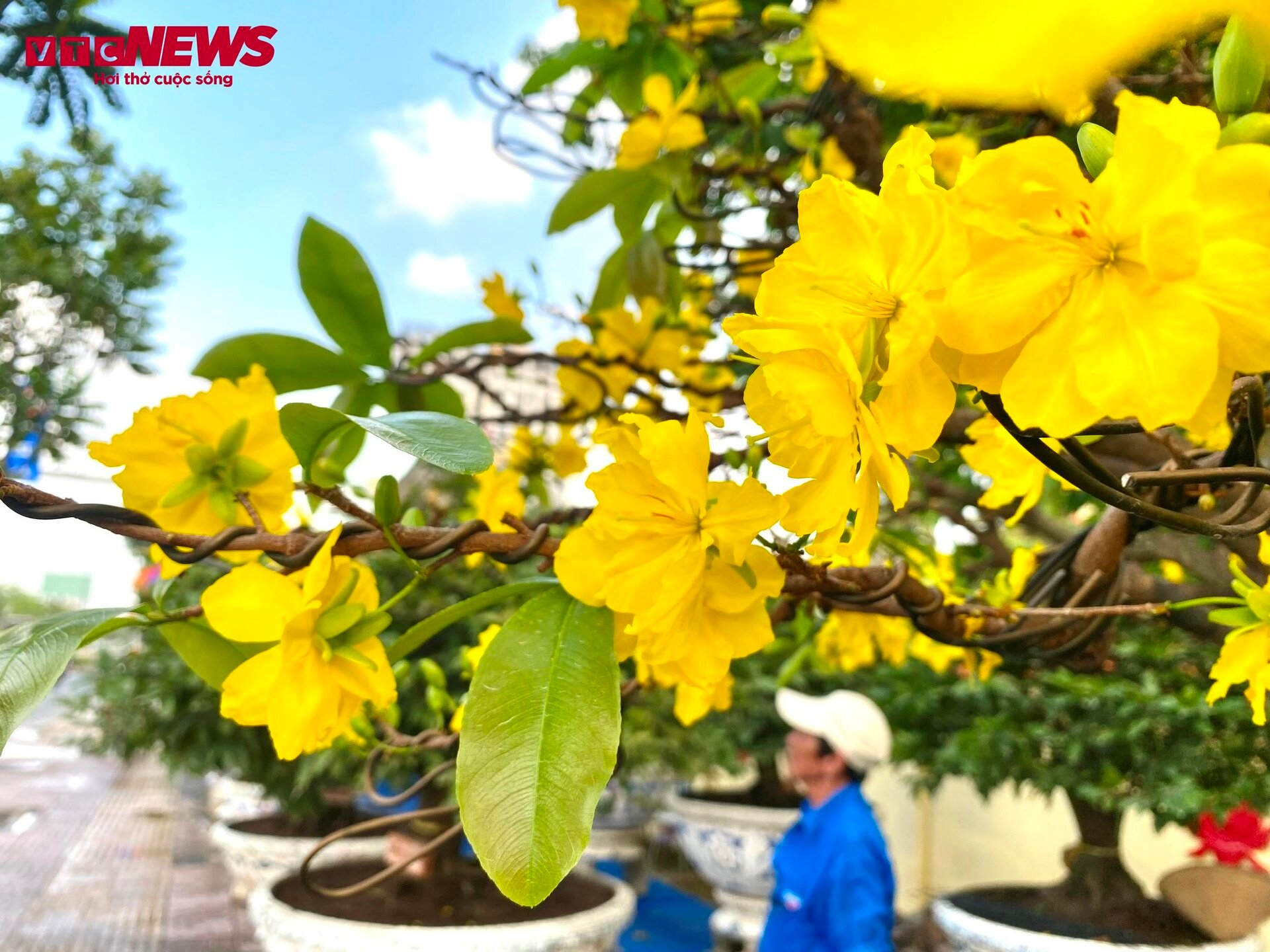 mai vang buoi dien nhon nhip ra bac vao nam phuc vu khach choi tet nguyen dan 2024 6 mai vang buoi dien nhon nhip ra bac vao nam phuc vu khach choi tet nguyen dan 2024 6