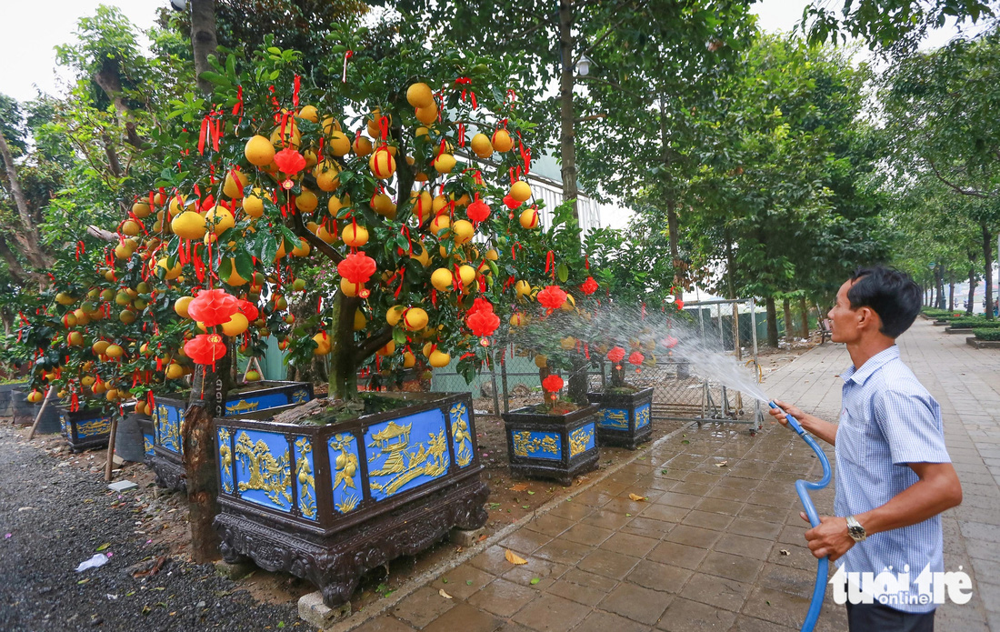 mai vang buoi dien nhon nhip ra bac vao nam phuc vu khach choi tet nguyen dan 2024 8 mai vang buoi dien nhon nhip ra bac vao nam phuc vu khach choi tet nguyen dan 2024 8