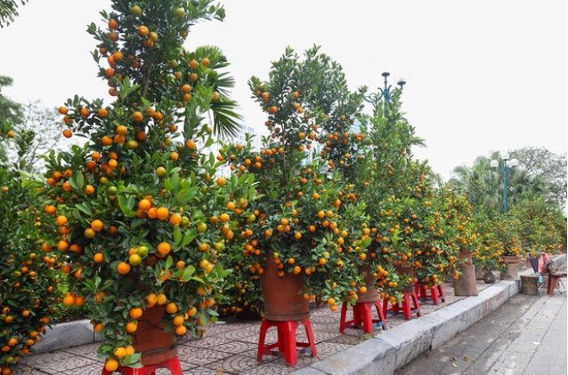 can canh cap quat dang rong gia hon 200 trieu dong o ha noi cho dai gia chot don 10