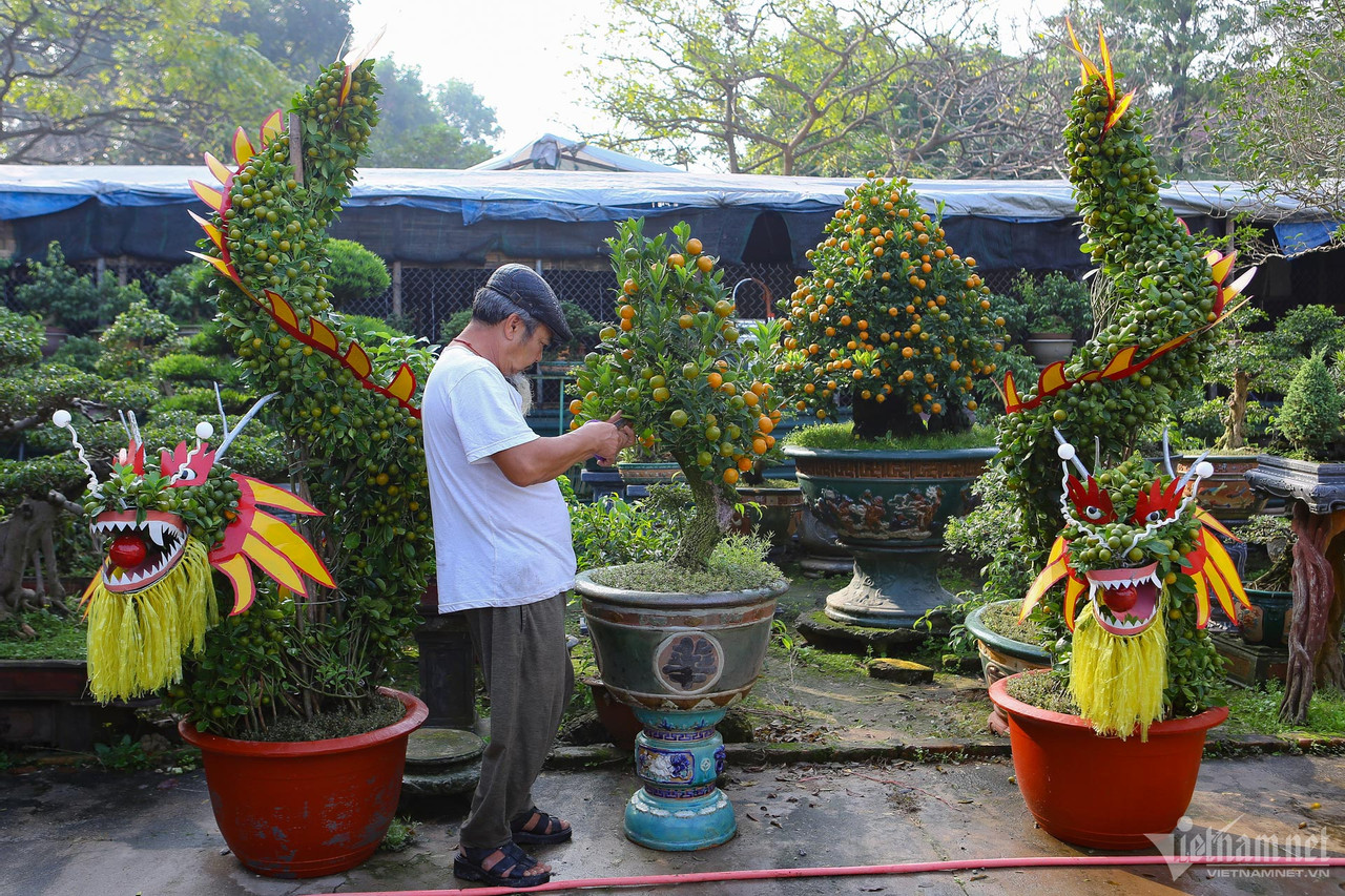can canh cap quat dang rong gia hon 200 trieu dong o ha noi cho dai gia chot don 2