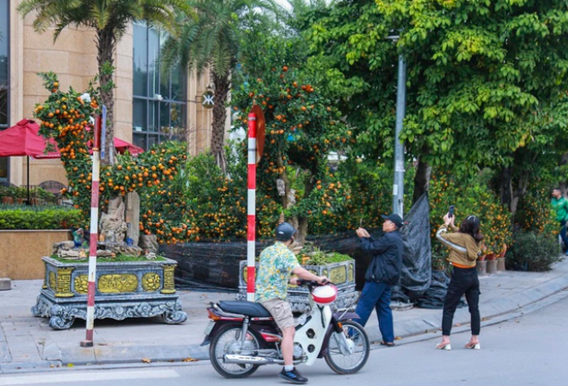 can canh cap quat dang rong gia hon 200 trieu dong o ha noi cho dai gia chot don 6