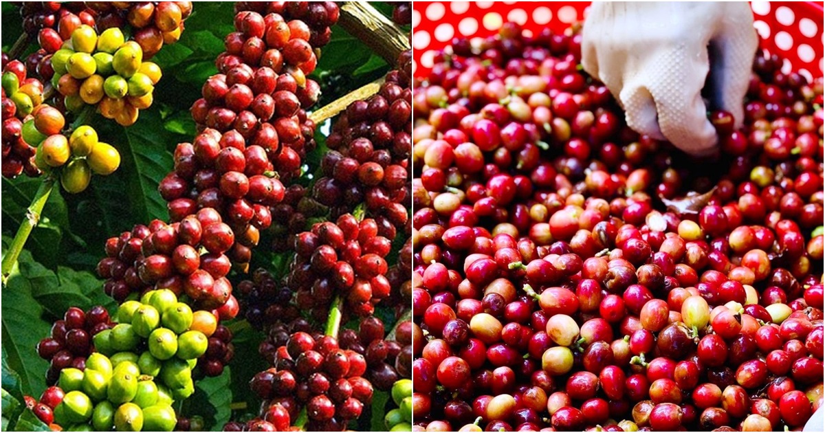 gia ca phe trong nuoc cao ky luc gia ca phe trong nuoc cao ky luc