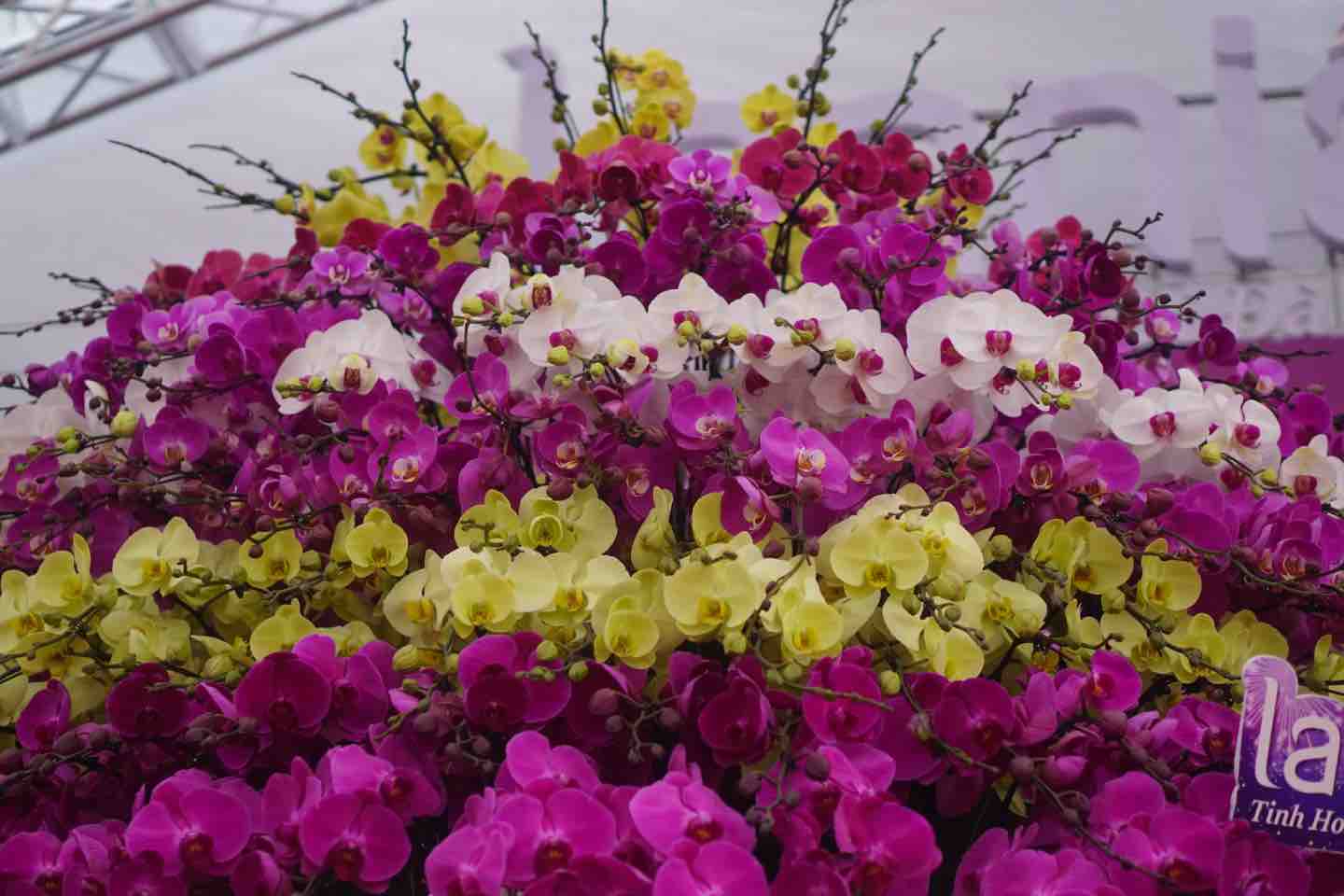 chiem nguong chau lan ho diep ma vang 24k gia gan 4 ty dong o ha noi 2 chiem nguong chau lan ho diep ma vang 24k gia gan 4 ty dong o ha noi 2