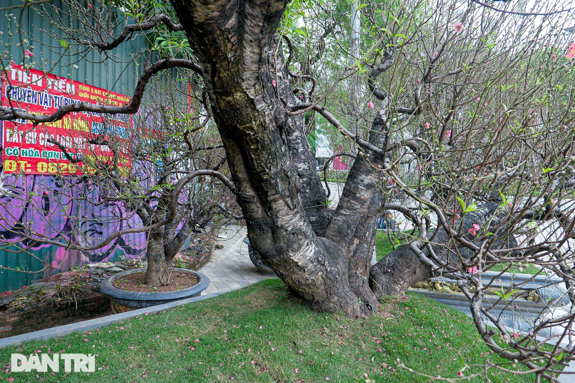 nhung goc dao co thu gia thue tram trieu dong do bo pho ha noi 2